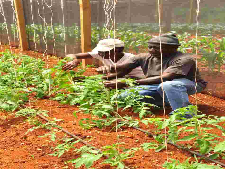 Second Rural Economic Development Initiative (REDI II) Project